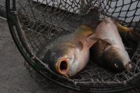 Örömhír a horgászoknak: 30 mázsa ponty került a Holt-Tiszába
